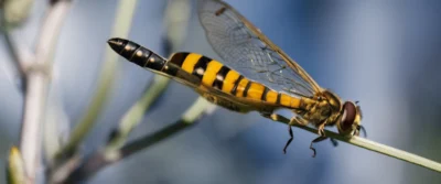 Guêpes Polistes : Comment identifier et gérer leurs nids en toute sécurité